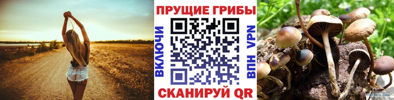 Псилоцибиновые грибы мицелий  Кувшиново 